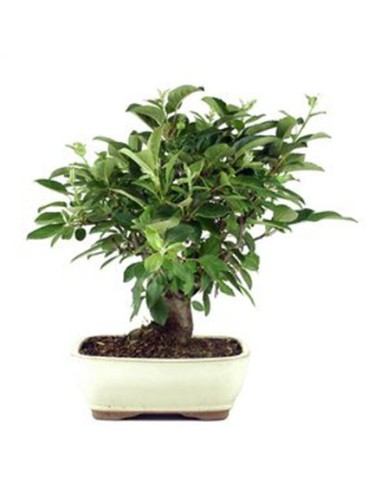 Bonsai manzano (Malus)