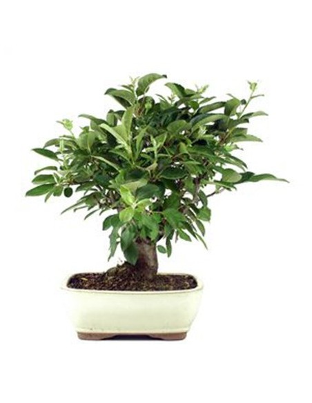 Pommier bonsaï (Malus)