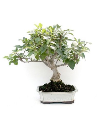 Macieira bonsai (Malus)
