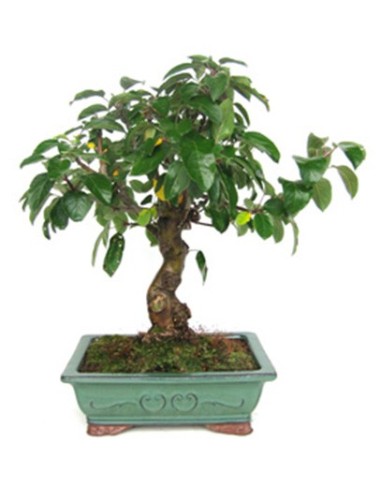 Pommier bonsaï (Malus)