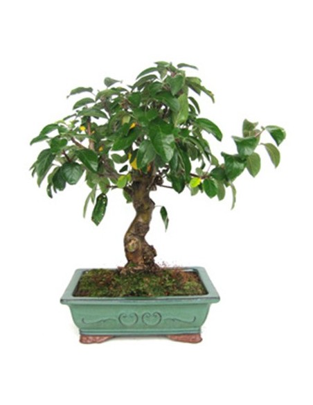 Macieira bonsai (Malus)