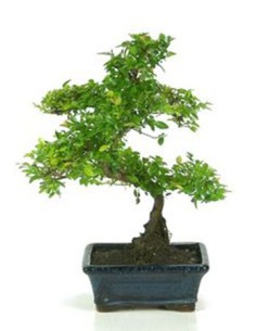 Bonsai Sageretia (Sageretia theezans) o bonsai ciruelo dulce chino