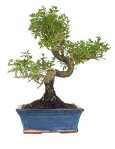 Bonsai Serissa (Serissa phoetida)