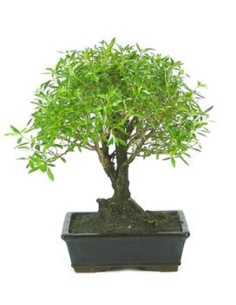 Bonsai Serissa (Serissa phoetida) 2