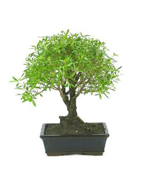 Bonsai Serissa (Serissa phoetida)