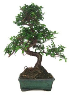 Bonsai Zelkova (Zelkova parvifolia)