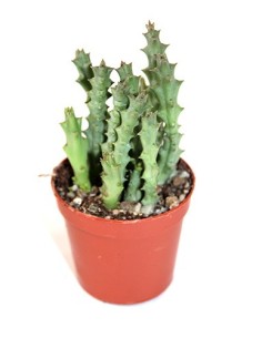 Planta crassa Estapèlia variegata