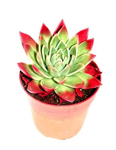 cactus echeveria