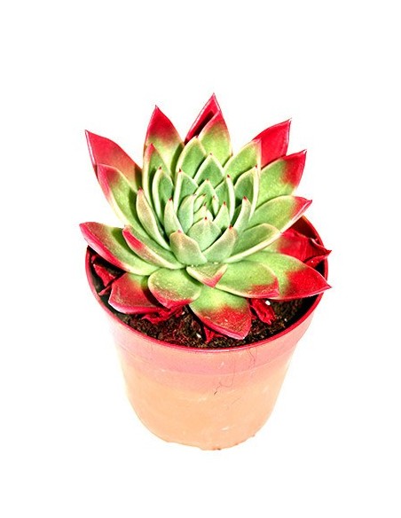 cactus echeveria