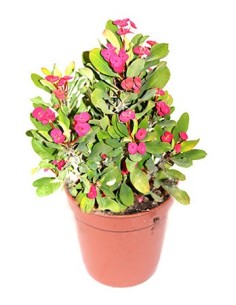 Planta suculenta Euphorbia