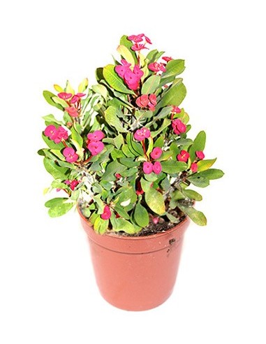 Euphorbia milii