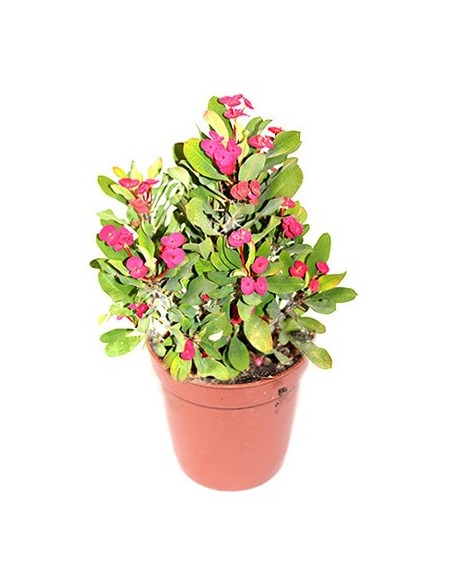 Euphorbia milii