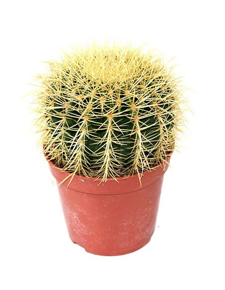 Echinocactus grusonii