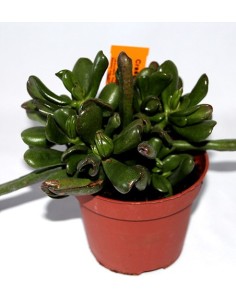 Crassula portulacée