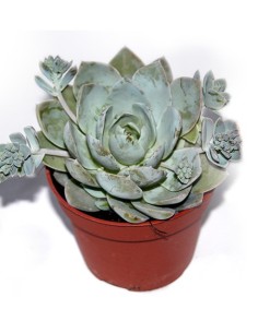 Sedum Suaveolens (maceta 12 cm ø)