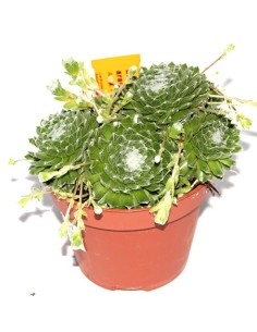 Sempervivum Arachnoldeum