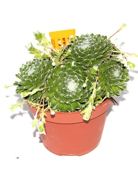 Sempervivum Arachnoldeum