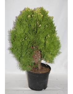 Thuya Aurea Pyramidale (pot 25 cm ø)