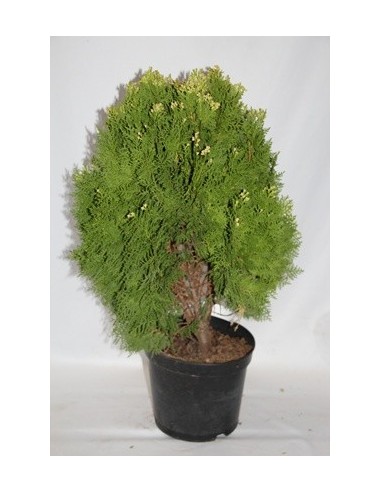 Compre Tuia-da-china Aurea Piramidal em Germigarden