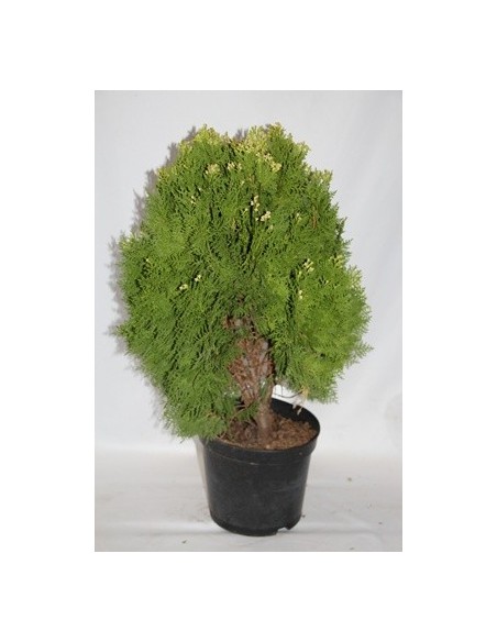 Compre Tuia-da-china Aurea Piramidal em Germigarden