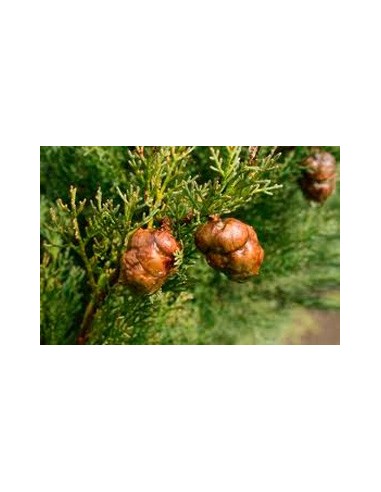 Comprar ciprés por 4,85€ en Germigarden