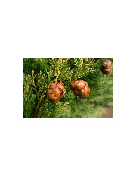 Achetez du cyprès pour 4,85 € chez Germigarden