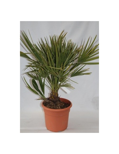 Palmito (maceta 20 cm ø)