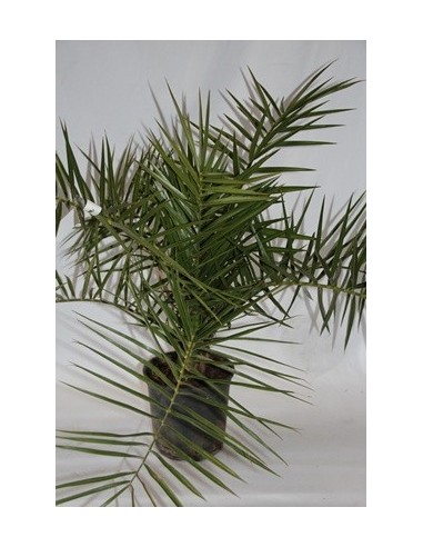 Palmera canària (test 20 cm Ø)