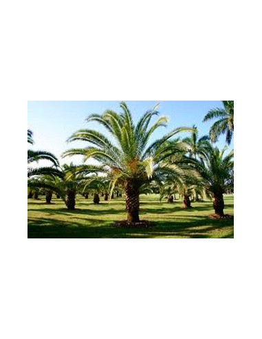 Achetez un palmier des Canaries à partir de 7,50 € chez Germigarden