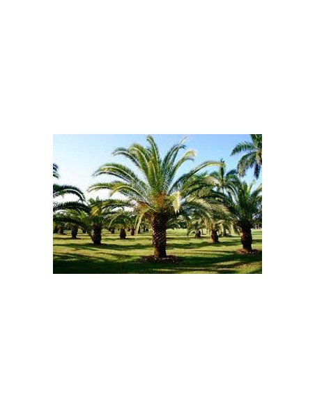 Comprar palmera canaria desde 7,50€ en Germigarden