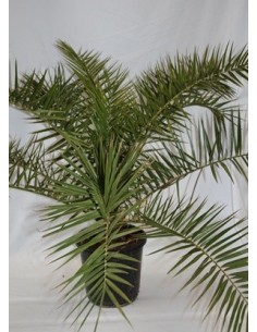 Comprar palmera canaria desde 7,50€ en Germigarden