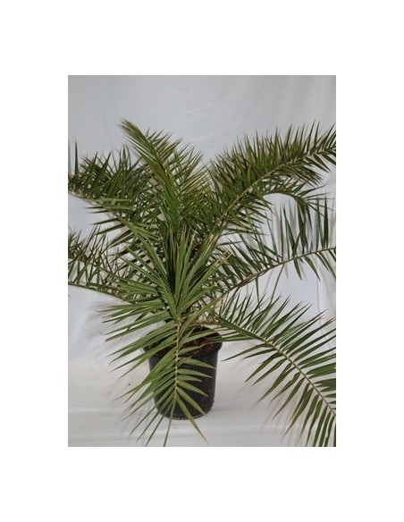 Comprar palmera canaria desde 7,50€ en Germigarden