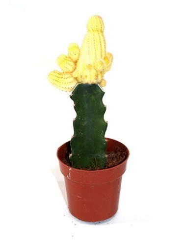 Cactus (maceta 8,5 cm ø) injertado variado