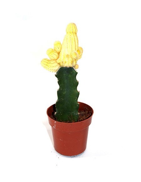 Cactus (maceta 8,5 cm ø) injertado variado