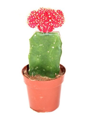 Cactus (maceta 8,5 cm ø) injertado variado