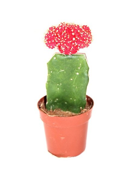 Cactus (test 8,5 cm ø) empaltat variat