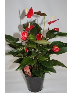 Anthurium vermell
