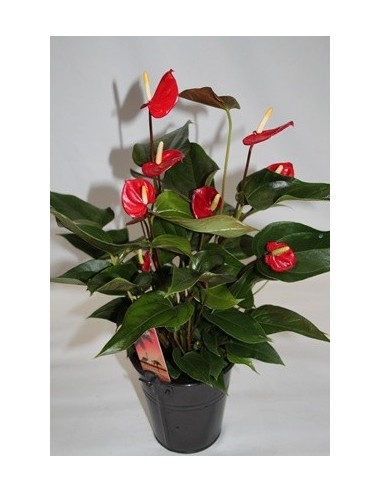 Comprar anturio en Germigarden