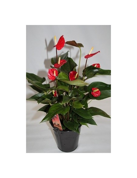 Acheter de l'anthurium à Germigarden