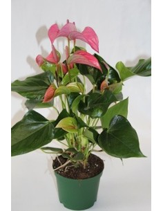 Comprar anturio en Germigarden 2
