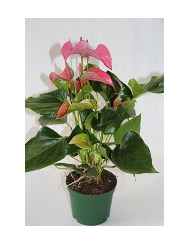 Compre antúrio no Germigarden