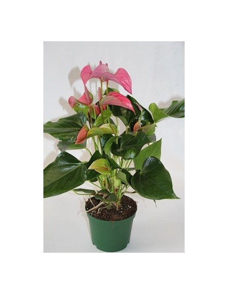 Acheter de l'anthurium à Germigarden