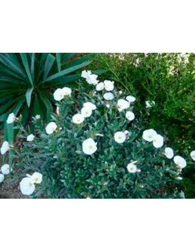 Acheter des liserons pour 13,50 € chez Germigarden