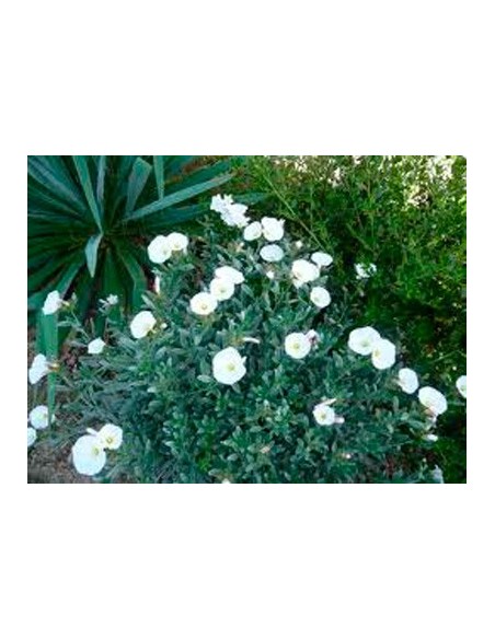 Comprar convolvulus por 13,50€ en Germigarden