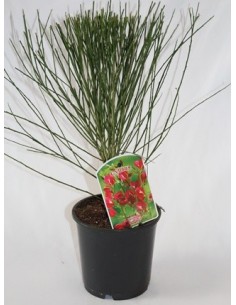 Compre Cytisus scoparius a partir de € 11,35 em Germigarden