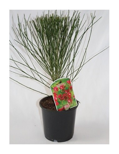 Comprar ginesta des de 11,35€ a Germigarden