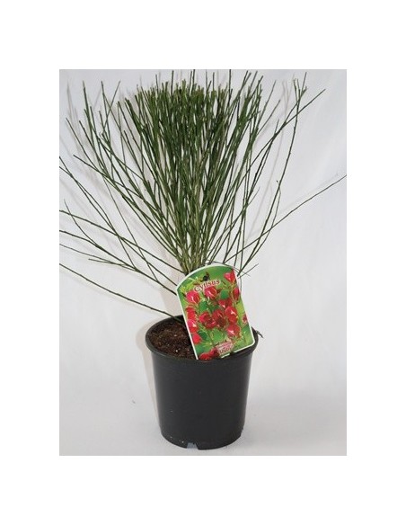 Comprar ginesta des de 11,35€ a Germigarden