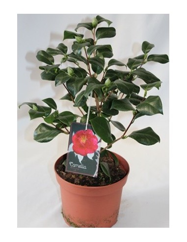 Achetez du camélia à partir de 19,80€ chez Germigarden