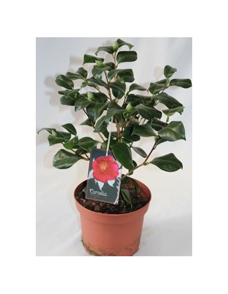 Comprar camelia desde 19,80€ en Germigarden
