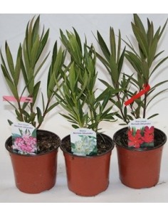 Baladre (nerium oleander) (adelfa) 2